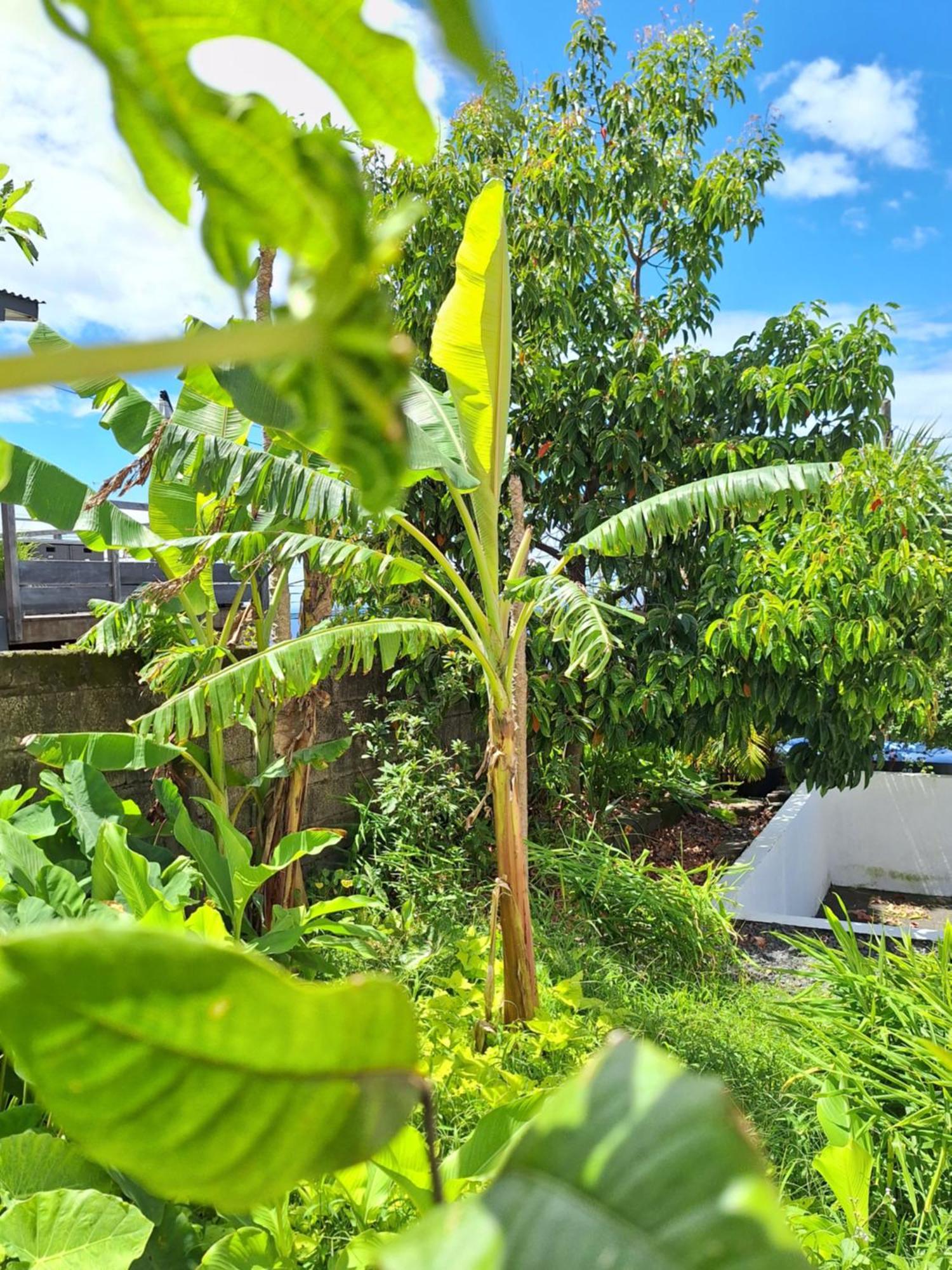 Le Cocon De Madana Apartment Saint-Joseph Luaran gambar